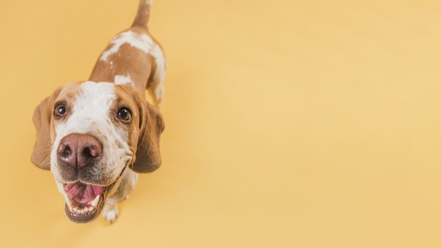 Cómo educar perros