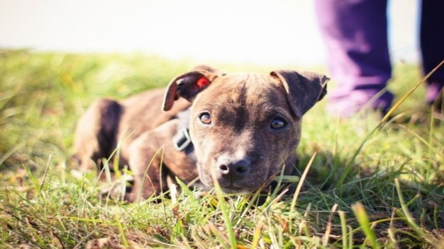 Adiestramiento Canino